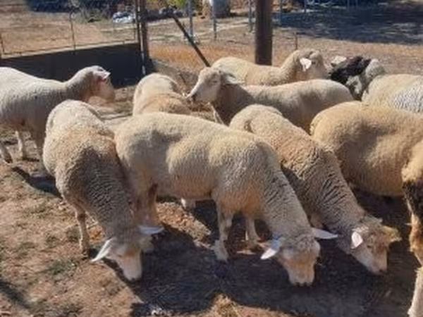 公羊, Ile-de-France sheep