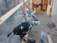 gallina danesa — foto 6