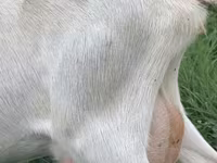 عنزة, Saanen goat — الصورة 3