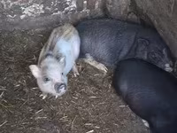 母猪, Pigs — 照片 1