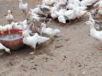 Deutscher Pekin — Foto 6