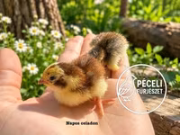 Quails — الصورة 5