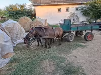 公马, Horses — 照片 4