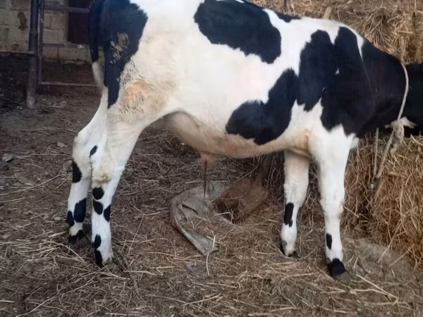 Bull, Russian Black pied cattle