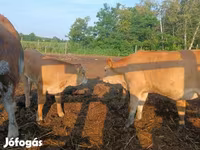 Vaca, Simmental cattle — foto 4