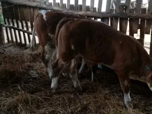 Toro, Simmental cattle