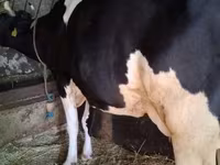 गाय, गोलस्टीन नस्ल — फ़ोटो 3