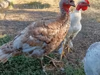 Turkeys — फ़ोटो 1