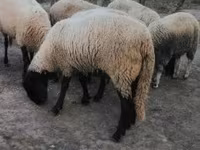 Schaf, Tsigai sheep — Foto 4