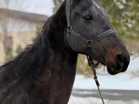 Jument, Akhal-Teke — photo 4