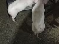 Pigs (batch, sex not specified), Крупная белая — photo 2