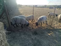 Juh, White Suffolk sheep — 4. fotó
