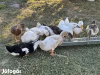 Ducks — Foto 2
