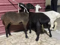 Juhok (tétel, nem megadva), Juhok — 6. fotó