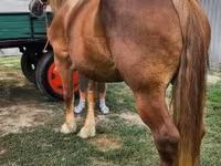 Бие, Hungarian horse breed — 4-сурет