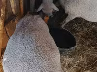 Juh, Merino sheep — 1. fotó