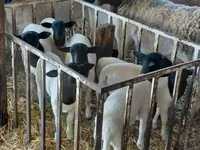 Kos, Dorper sheep — 1. fotó