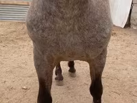 Hing, Appaloosa — 3. fotó
