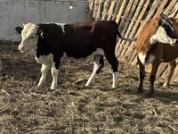 Buğa, Holştin irqi — foto 2
