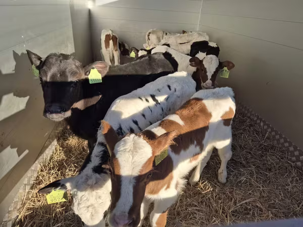 Bika, Simmental cattle