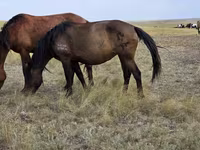 Klisna, Kazakh horse — foto 4