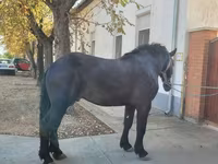 Cheval, Chevaux — photo 2
