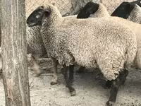 भेड़, White Suffolk sheep — फ़ोटो 1