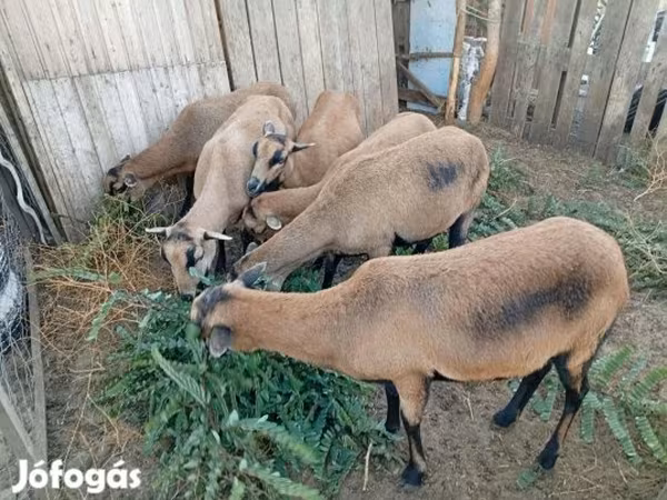 Juh, Cameroon sheep