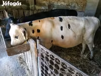 ثور, سلالة هولشتاين — الصورة 4
