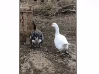 Geese — फ़ोटो 1