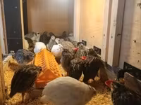 Quails — foto 2