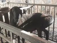Qoç, Aland sheep — foto 2
