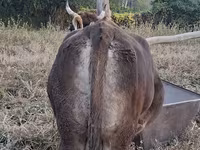 母牛, Cattle — 照片 7
