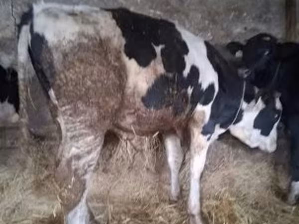 Bika, Russian Black pied cattle