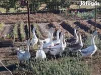 Geese — الصورة 3