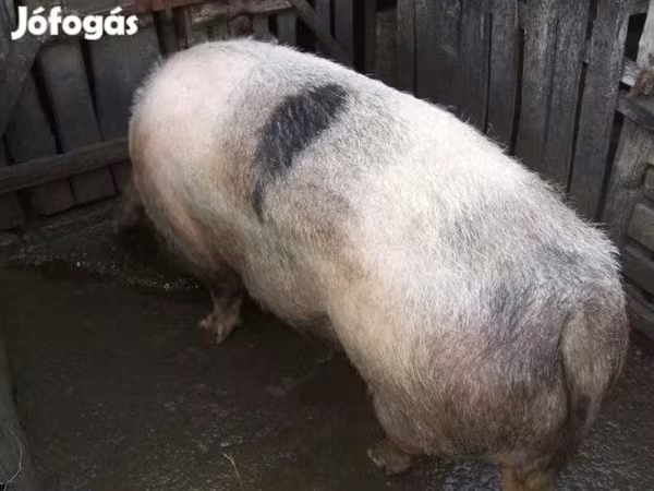 Säue, Schweine — Ungarn