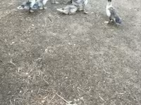 Ducks — zdjęcie 1