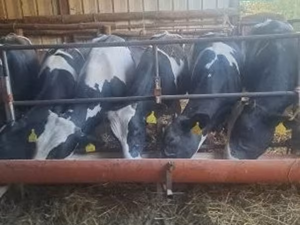 Cow, Russian Black pied cattle — Hungary
