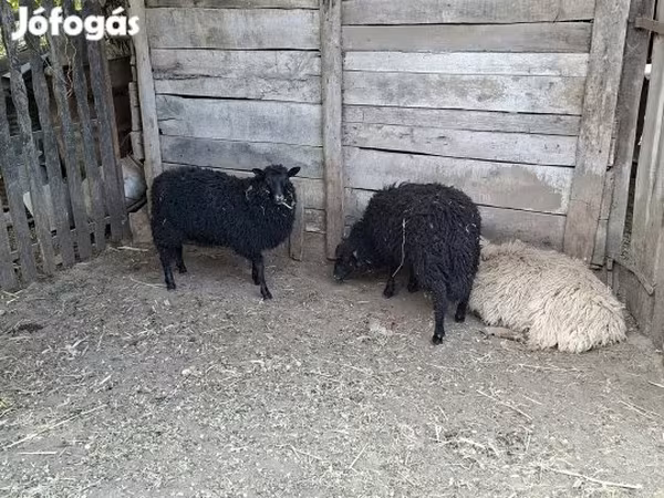 Juh, Baerchuke sheep