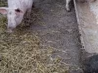 公猪, Pigs — 照片 3