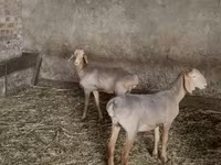 Qoyun, Hissar sheep — foto 1