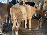 Bika, Simmental cattle — 7. fotó
