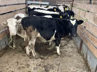 Bika, Russian Black pied cattle — 3. fotó