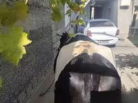 母牛, Russian Black pied cattle — 照片 2