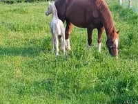 Jument, Dutch warmblood horse — photo 5