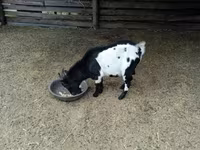 公山羊, Nigerian dwarf goats — 照片 4