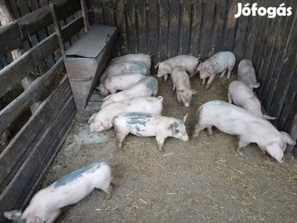 Pigs (batch, sex not specified), Pigs — Hungary