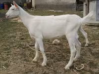 बकरा, बकरियाँ — फ़ोटो 5