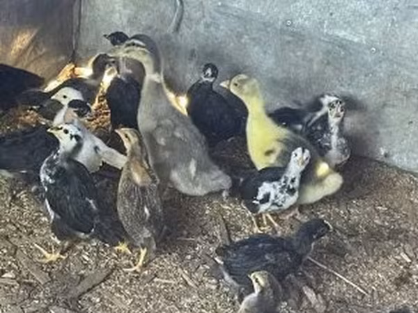 Ducks — Hungary