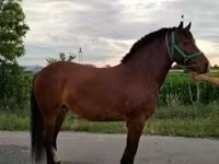 母马, Horses — 照片 5